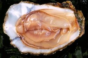 The oyster is a powerful libido booster